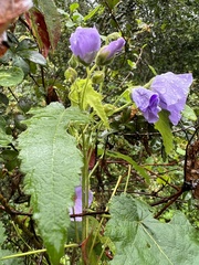 Corynabutilon ochsenii