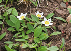 Hesperochiron pumilus