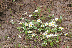 Hesperochiron pumilus