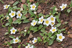 Hesperochiron pumilus