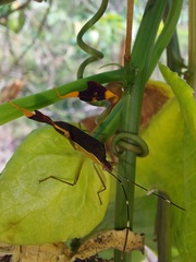 Anisoscelis marginellus