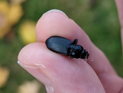 Carabidae