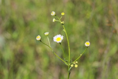 Erigeron tenuis