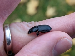 Carabidae
