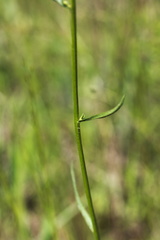 Erigeron tenuis
