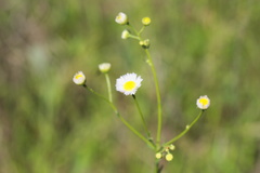 Erigeron tenuis