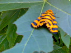 Amphicallia bellatrix