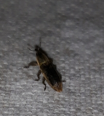 Lixus scabricollis