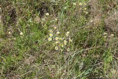Erigeron tenuis