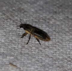 Lixus scabricollis