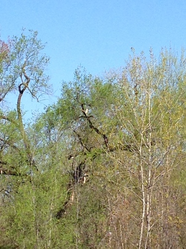 Black-crowned Night Heron photographed in Missouri