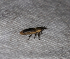 Lixus scabricollis