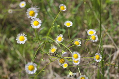 Erigeron tenuis