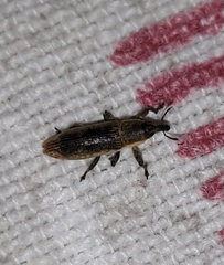 Lixus scabricollis