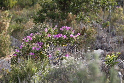 Pelargonium cucullatum