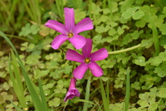 Oxalis arenaria