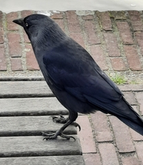 Corvus monedula