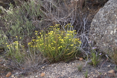 Chrysocoma coma-aurea