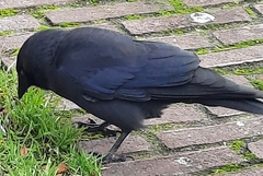 Corvus monedula