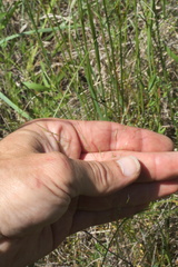Agrostis elliottiana