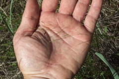 Agrostis elliottiana