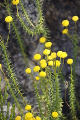 Chrysocoma coma-aurea