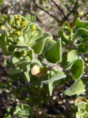 Pteronia undulata