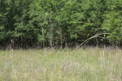 Agrostis elliottiana