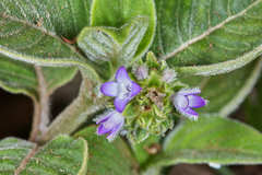 Coccocypselum herbaceum