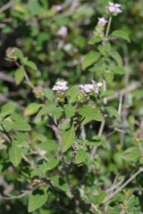 Lantana rugosa