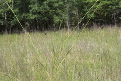 Agrostis elliottiana