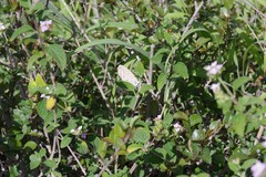 Lantana rugosa