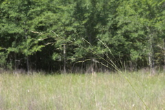 Agrostis elliottiana