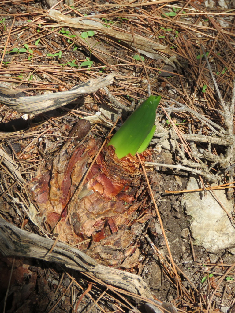 Drimia numidica, Kreta, Griekenland