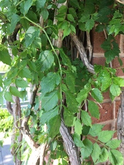 Campsis