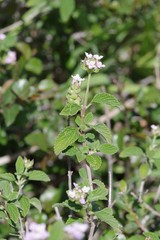 Lantana rugosa