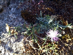Centaurea limbata
