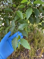 Alnus jorullensis