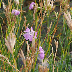 Dianthus rupicola