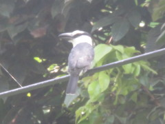 Notharchus hyperrhynchus image