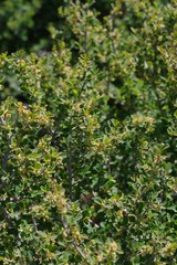 Flueggea verrucosa