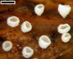 Flagelloscypha pseudopanax