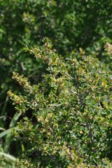 Flueggea verrucosa