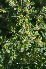 Flueggea verrucosa