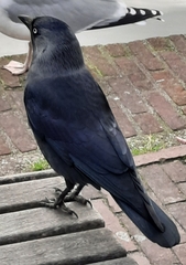 Corvus monedula