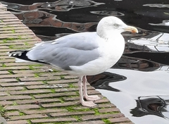 Larus argentatus