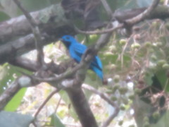 Cotinga nattererii