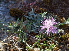 Centaurea limbata