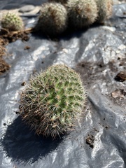 Mammillaria spinosissima tepoxtlana