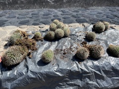 Mammillaria spinosissima tepoxtlana
